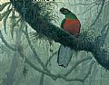 Birds Of The Tropics - Nature Art by Richard Sloan (1935-2007)